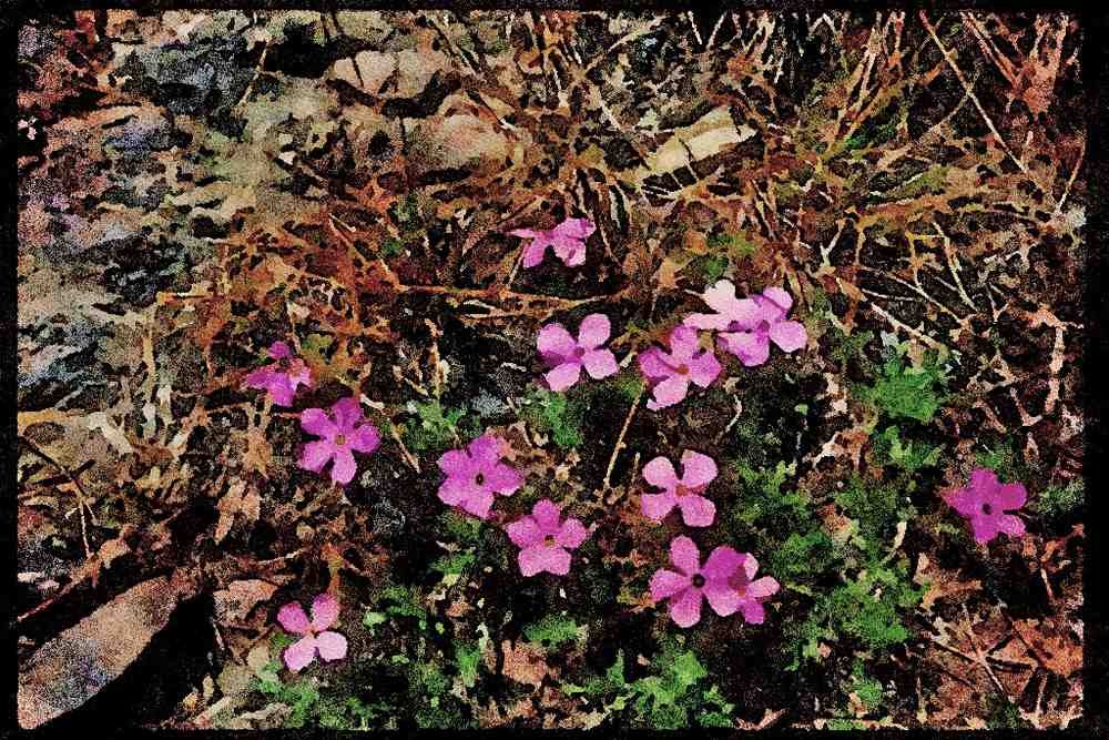 Wild Flowers Plants 013185 Low Growing Pink Wildflowers A4 Limited Edition Watercolour Print