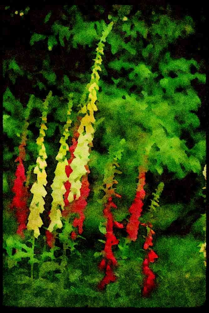 Wild Flowers Plants 013190 White And Light Purple Foxgloves A4 Limited Edition Watercolour Print