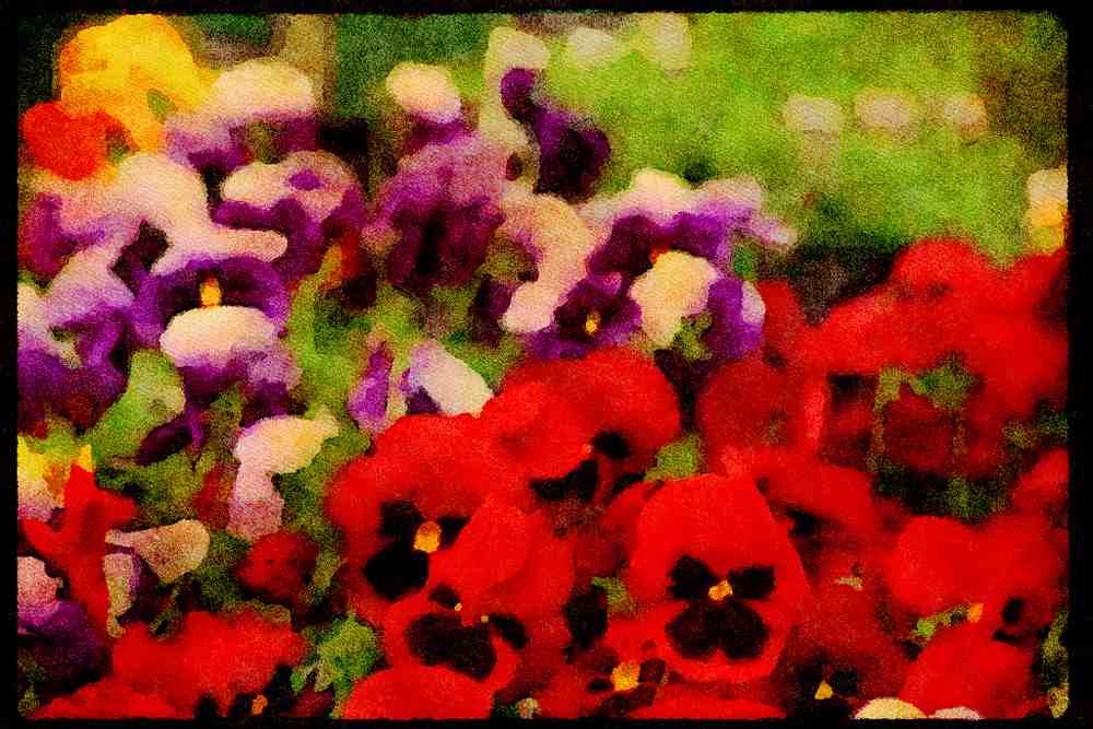 Wild Flowers Plants 013192 Red Pansies With Black Centers A4 Limited Edition Watercolour Print