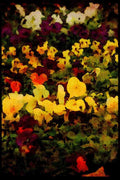 Wild Flowers Plants 013193 Multi Coloured Pansies A4 Limited Edition Watercolour Print