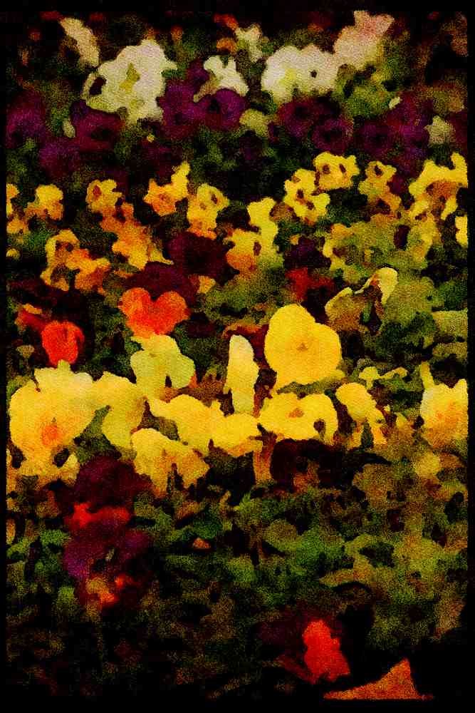 Wild Flowers Plants 013193 Multi Coloured Pansies A4 Limited Edition Watercolour Print