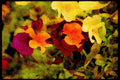 Wild Flowers Plants 013194 Purple Pansy With Orange Center A4 Limited Edition Watercolour Print