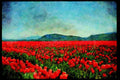 Wild Flowers Plants 013196 Red And White Tulip Field A4 Limited Edition Watercolour Print