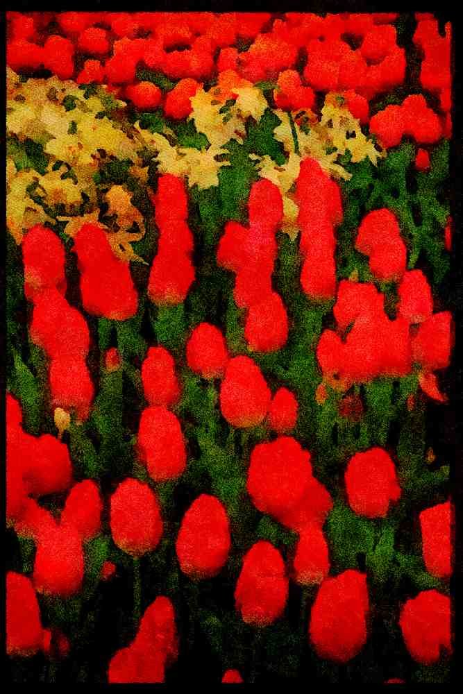Wild Flowers Plants 013198 Red Tulips, White Flowers A4 Limited Edition Watercolour Print