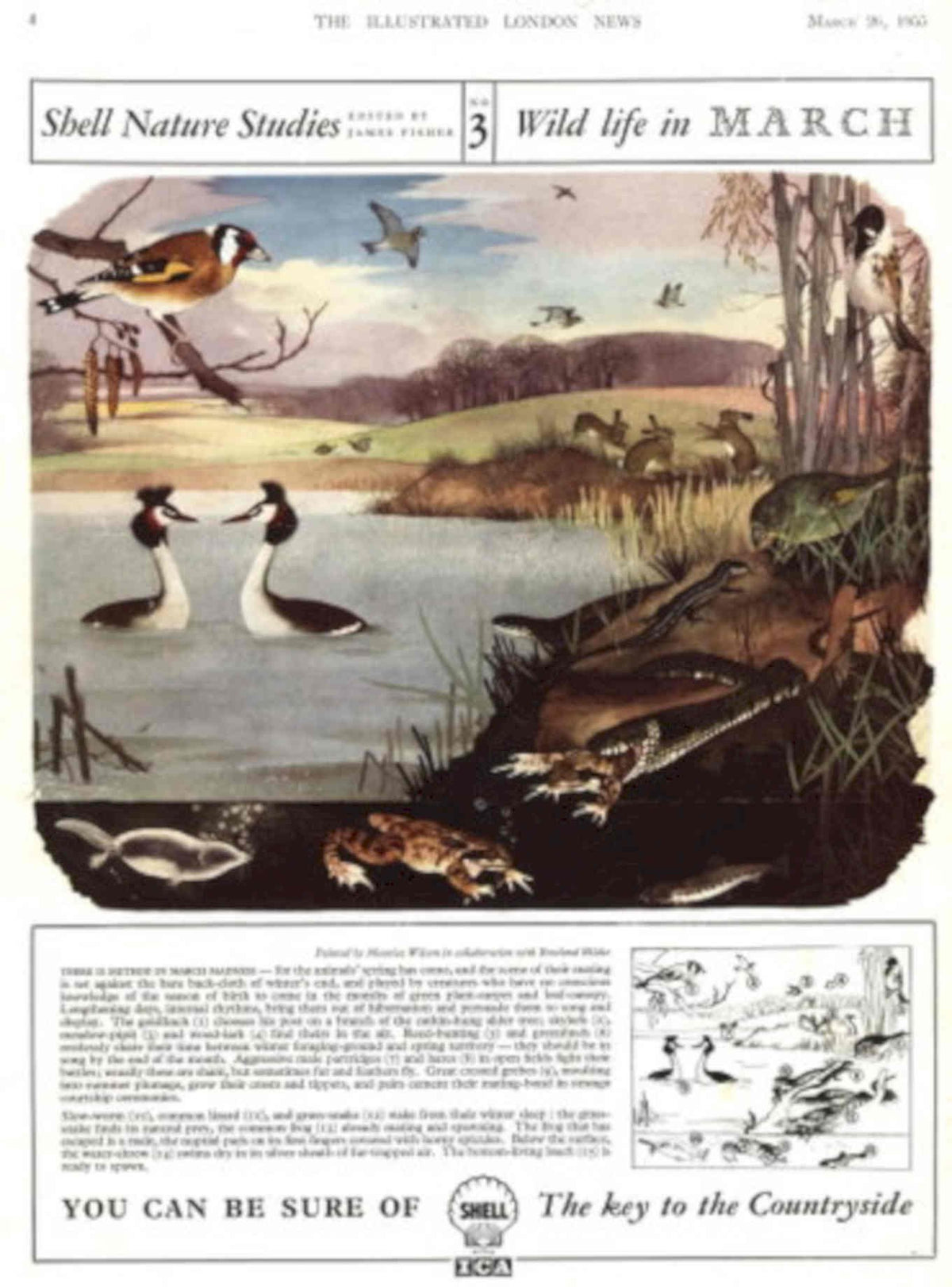 Wild Life March 1950s Vintage Retro Advert Poster