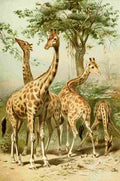 Wild Life World 1916 South African Giraffes A4 Photo Print
