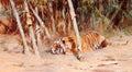 Wilhelm Kuhnert A Preying Lion A4 Photo Print