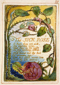 William Blake The Sick Rose From Songs Of Innocence
