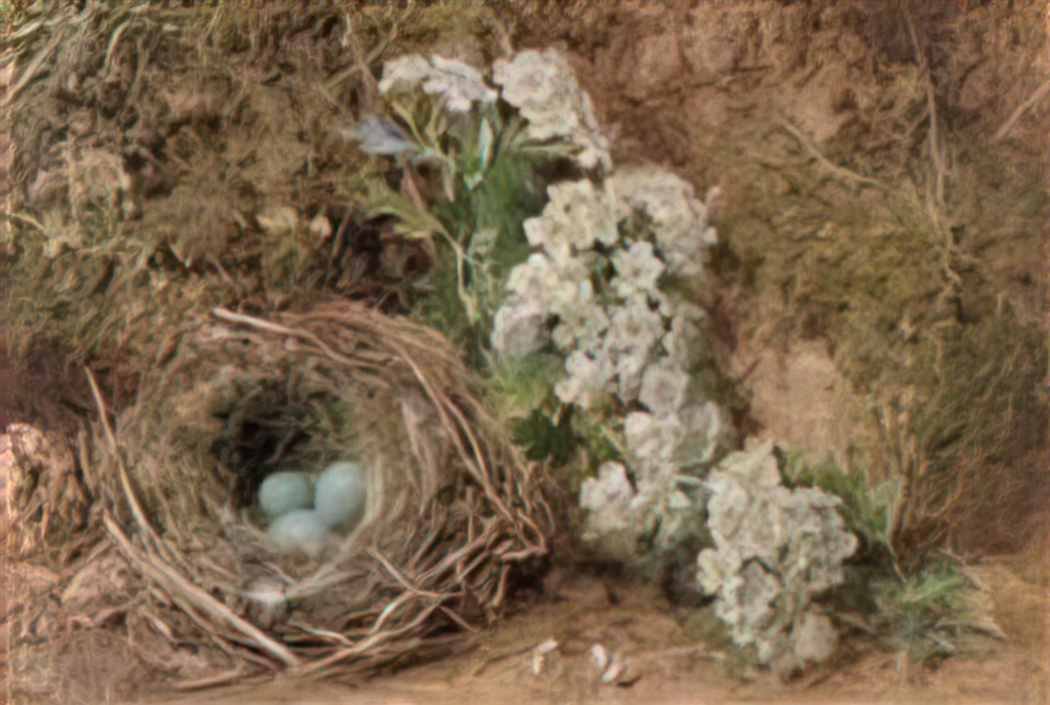 William Henry Hunt william henry hunt may blossom and a hedge sparrow Art A4 Photo Print