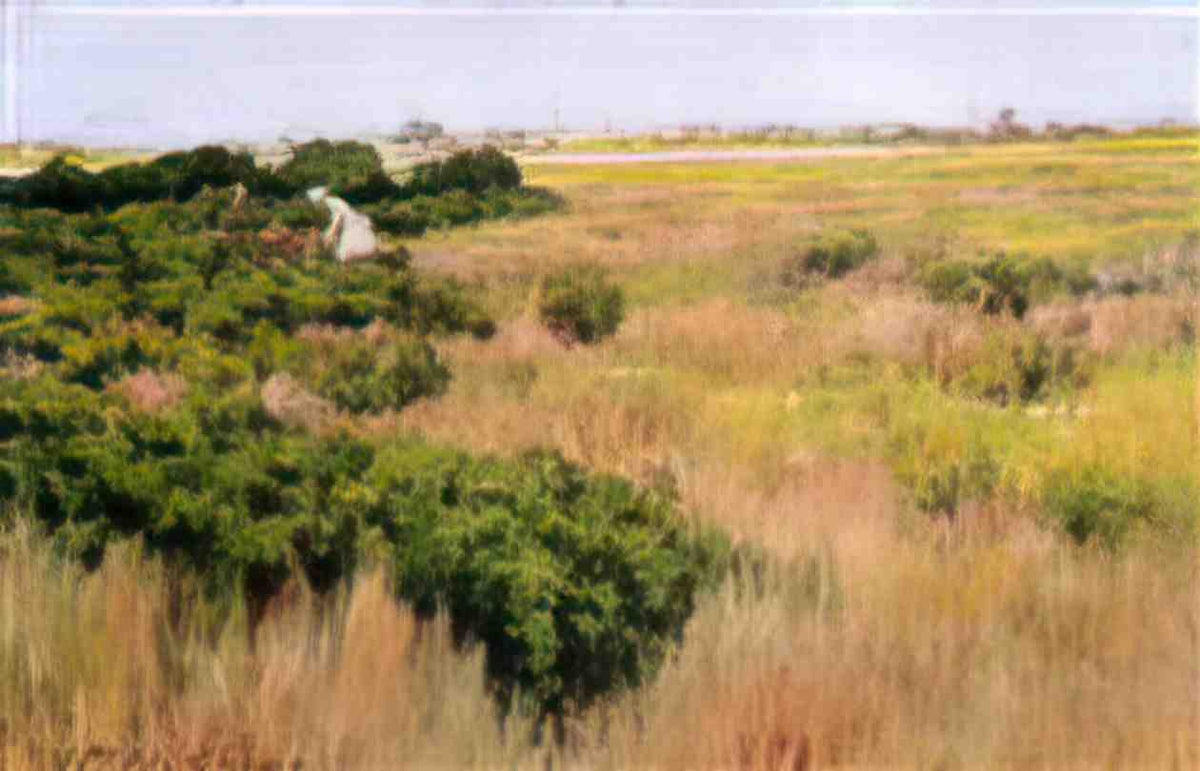 William Merritt Chase landscape near coney island Art A4 Photo Print