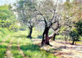 William Merritt Chase the olive grove Art A4 Photo Print