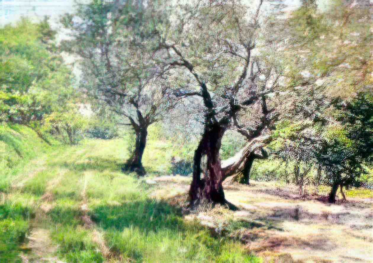 William Merritt Chase the olive grove Art A4 Photo Print