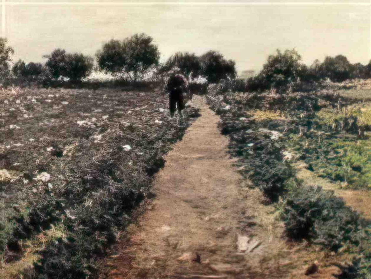 William Merritt Chase the potato patch aka garden shinnecock Art A4 Photo Print