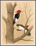 William Zimmerman Sj WbZ 01 Red headed Woodpecker A4 Photo Print