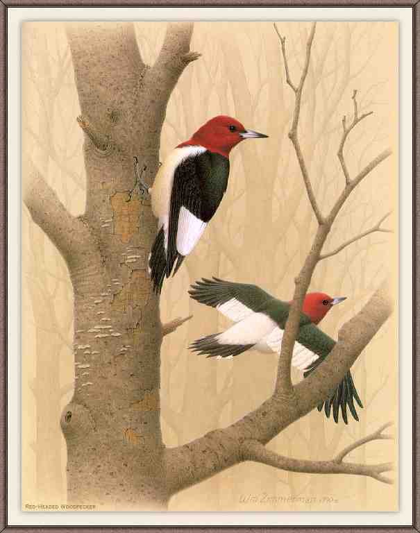 William Zimmerman Sj WbZ 01 Red headed Woodpecker A4 Photo Print