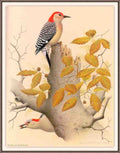 William Zimmerman Sj WbZ 02 Red bellied Woodpecker A4 Photo Print