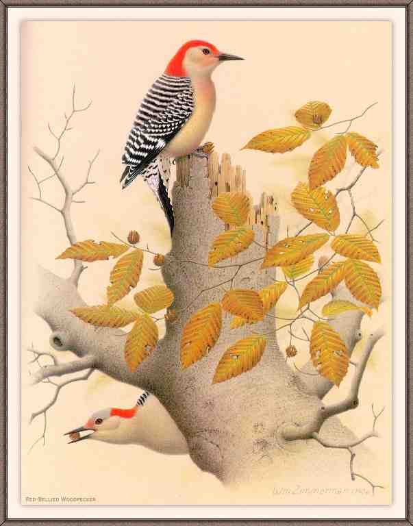 William Zimmerman Sj WbZ 02 Red bellied Woodpecker A4 Photo Print