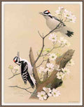 William Zimmerman Sj WbZ 03 Hairy Woodpecker A4 Photo Print
