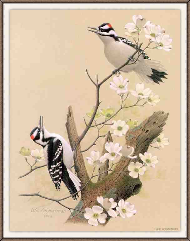 William Zimmerman Sj WbZ 03 Hairy Woodpecker A4 Photo Print