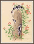 William Zimmerman Sj WbZ 04 Downy Woodpecker A4 Photo Print
