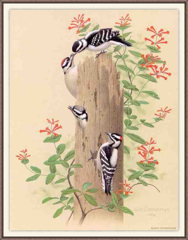 William Zimmerman Sj WbZ 04 Downy Woodpecker A4 Photo Print