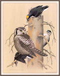 William Zimmerman Sj WbZ 05 Black backed Woodpecker A4 Photo Print