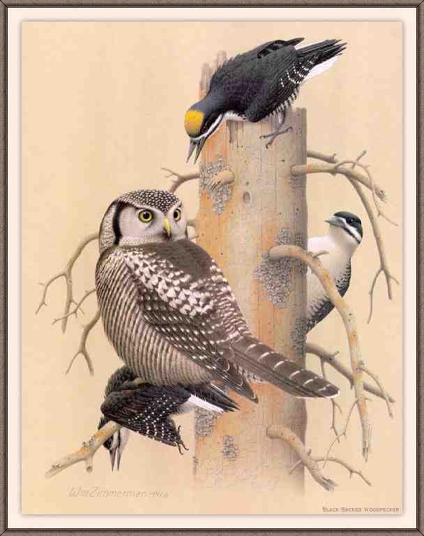 William Zimmerman Sj WbZ 05 Black backed Woodpecker A4 Photo Print