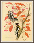 William Zimmerman Sj WbZ 07 Yellow bellied Sapsucker A4 Photo Print