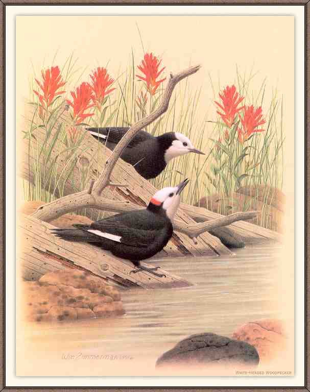 William Zimmerman Sj WbZ 09 White headed Woodpecker A4 Photo Print