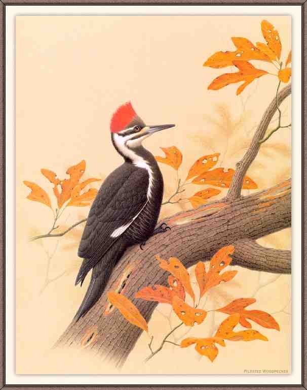 William Zimmerman Sj WbZ 10 Pileated Woodpecker 1 A4 Photo Print