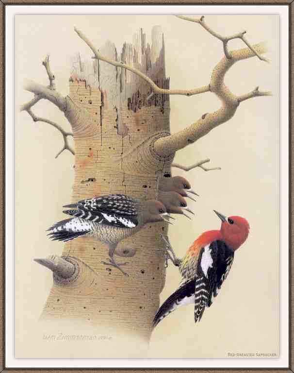 William Zimmerman Sj WbZ 11 Red breasted Sapsucker A4 Photo Print