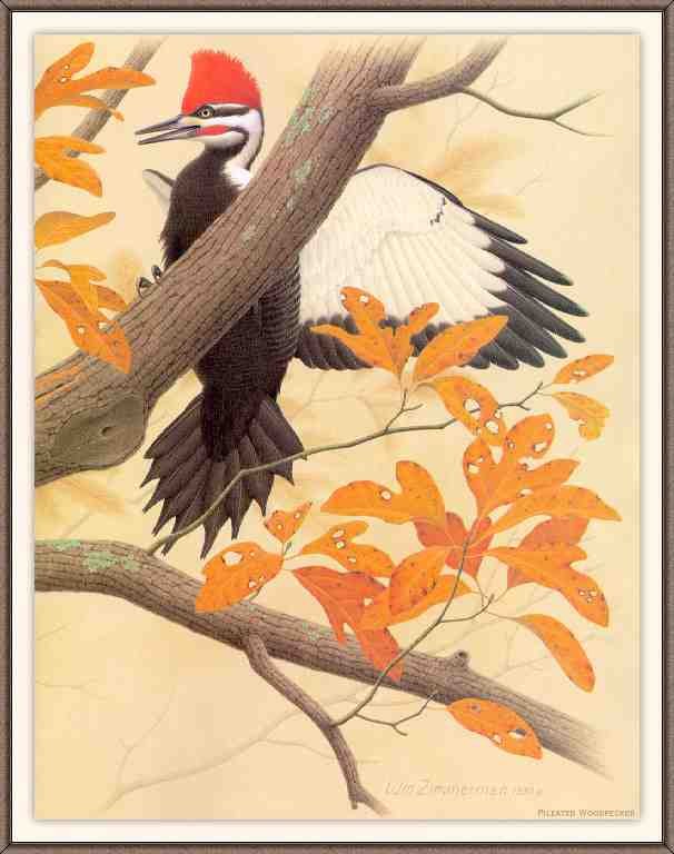 William Zimmerman Sj WbZ 12 Pileated Woodpecker 2 A4 Photo Print