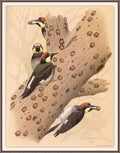 William Zimmerman Sj WbZ 13 Acorn Woodpecker A4 Photo Print