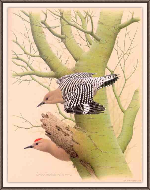 William Zimmerman Sj WbZ 14 Gila Woodpecker A4 Photo Print