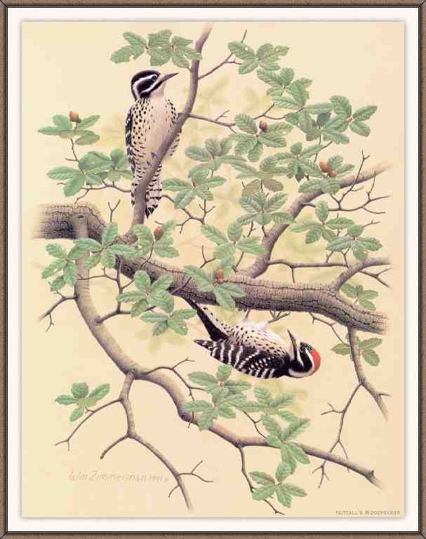 William Zimmerman Sj WbZ 15 Nuttall 27s Woodpecker A4 Photo Print
