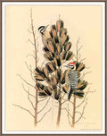 William Zimmerman Sj WbZ 16 Ladder backed Woodpecker A4 Photo Print