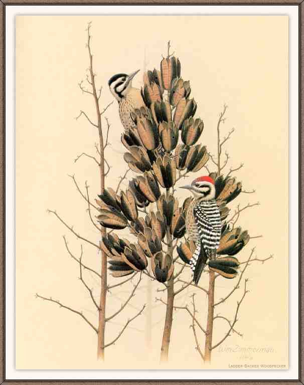 William Zimmerman Sj WbZ 16 Ladder backed Woodpecker A4 Photo Print
