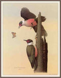 William Zimmerman Sj WbZ 17 Lewis 27s Woodpecker A4 Photo Print