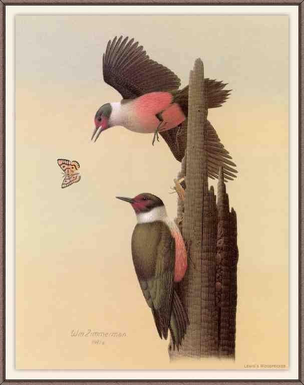 William Zimmerman Sj WbZ 17 Lewis 27s Woodpecker A4 Photo Print