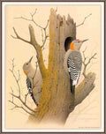 William Zimmerman Sj WbZ 18 Golden fronted Woodpecker A4 Photo Print