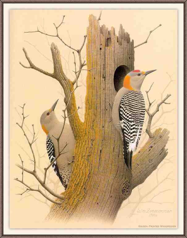 William Zimmerman Sj WbZ 18 Golden fronted Woodpecker A4 Photo Print