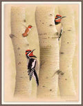 William Zimmerman Sj WbZ 19 Red napped Sapsucker A4 Photo Print