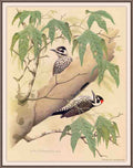 William Zimmerman Sj WbZ 20 Strickland 27s Woodpecker A4 Photo Print
