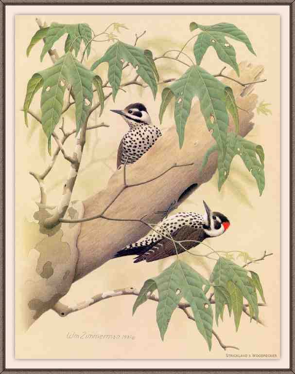 William Zimmerman Sj WbZ 20 Strickland 27s Woodpecker A4 Photo Print