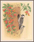 William Zimmerman Sj WbZ 21 Red cockaded Woodpecker A4 Photo Print