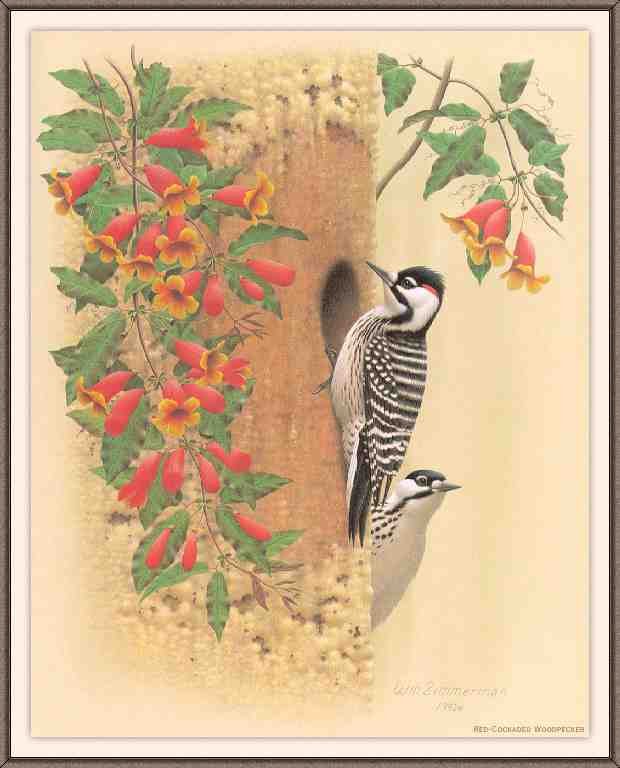 William Zimmerman Sj WbZ 21 Red cockaded Woodpecker A4 Photo Print