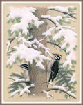 William Zimmerman Sj WbZ 23 Three toed Woodpecker A4 Photo Print