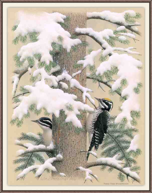 William Zimmerman Sj WbZ 23 Three toed Woodpecker A4 Photo Print
