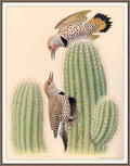 William Zimmerman Sj WbZ 25 Northern Gilded Flicker A4 Photo Print