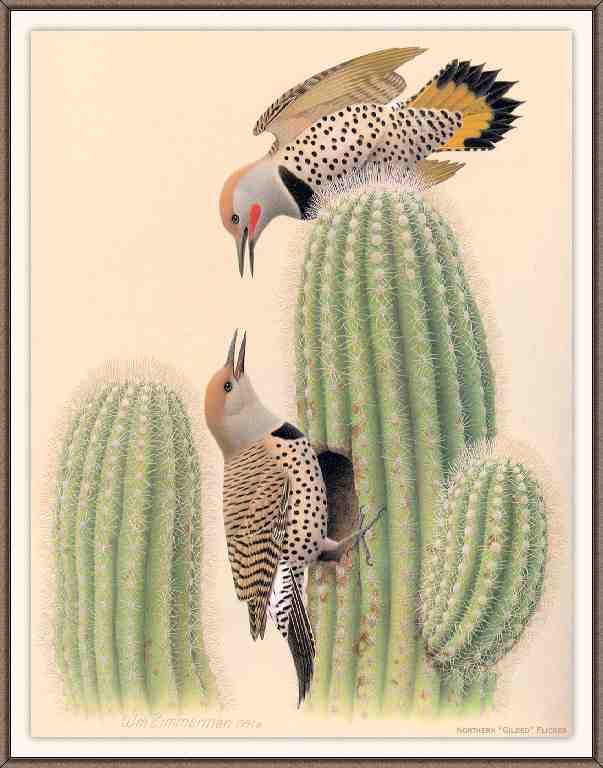 William Zimmerman Sj WbZ 25 Northern Gilded Flicker A4 Photo Print